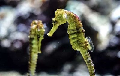 Think Pregnancy Is Only for Females? Seahorse Disagrees