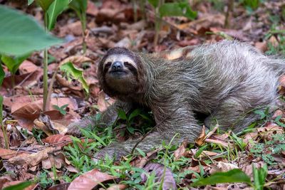 The Sloth’s Secret: How the Jungle’s Slowest Mammal Outsmarts Everyone