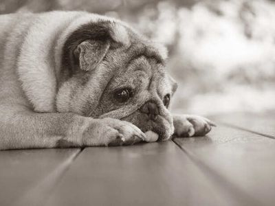 The Hidden Side of Aging in Dogs: Beyond Grey Fur and Slow Walks