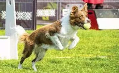 The world of competitive dog sports