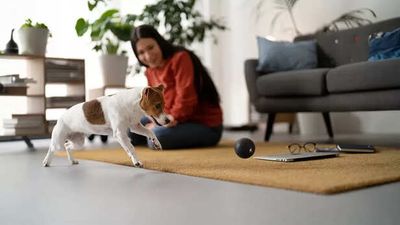 Pet Friendly Interior Design For Home