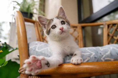Cool Tricks to Teach Your Cat That Go Beyond Sit and Stay