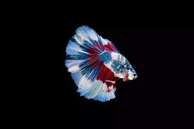 Why Betta Fish Is The Most Intelligent Aquarium Fish ?