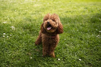 Poodles as Therapy Dog: Training and Benefits