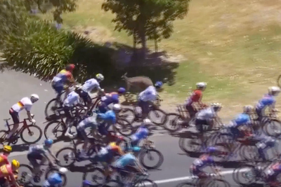 Rogue kangaroos hop into cyclists mid-race causing chaos at Tour Down Under