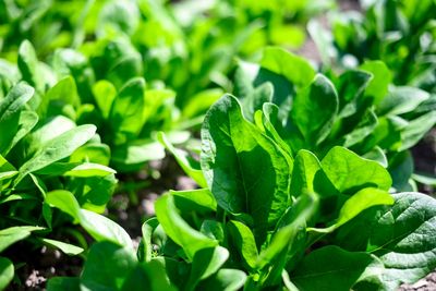 7 Vegetables That Tolerate Cold Starts