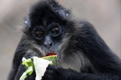 Study finds spider monkeys share ‘insider knowledge’ about this key aspect of life