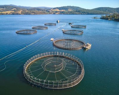 Four million salmon died prematurely at Tasmanian fish farms in 2025, government data reveals