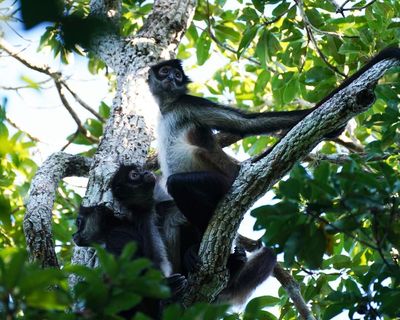 Spider monkeys found to share ‘insider knowledge’ to help locate best food