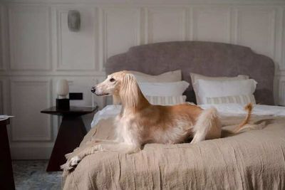 Meet the Afghan Hound: The World’s Most Elegant Dog