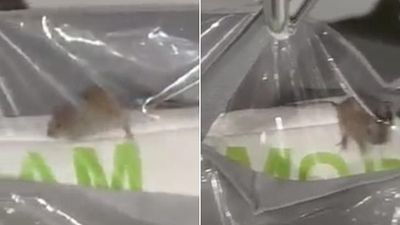 Primark customer stunned after mouse seen scurrying through store pillow section