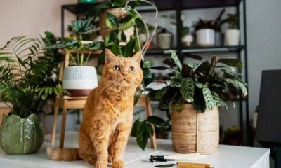 Effective Ways to Exclude Cat waste Odor in Your Home