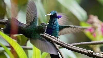 An ancient forest in Ecuador is the last stand for a tiny hummingbird facing extinction