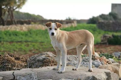 Meet the Indie Dog: India’s Most Underrated Hero