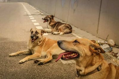 The Growing Crisis of Stray Animals in Indian Cities
