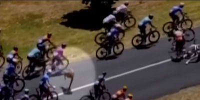 Tour Down Under 'Shock:' Kangaroos 'Threw Themselves' Onto Cyclists—Riders Escaped Injury