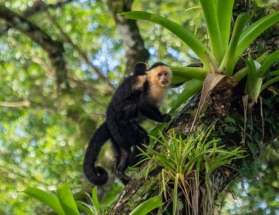 Up to 5,000 Pets Face Capture and Death in England Starting 6 April Under Proposed Ban