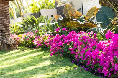 These Plants Could Get You Fined in Florida This Year