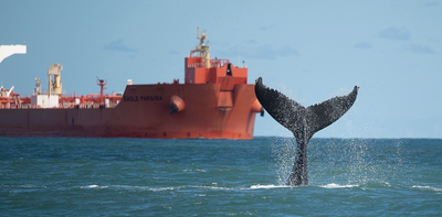 Marine protected areas aren’t in the right places to safeguard dolphins and whales in the South Atlantic