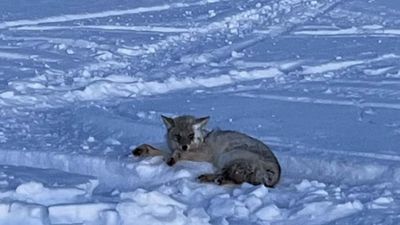 Scumbag Snowmobilers Flatten Coyotes, Let’s Find Them