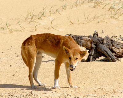 Killing of K’gari dingoes in wake of backpacker’s death could create ‘extinction vortex’, expert says