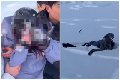 Ski tourist mauled by snow leopard after getting too close for a selfie