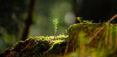 How to make sure the nature credits you buy are real – new research