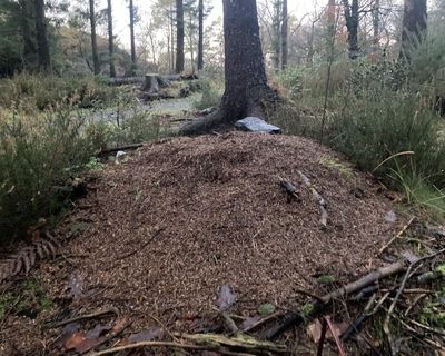 Young country diary: A winter surprise – wood ants busy on their nest