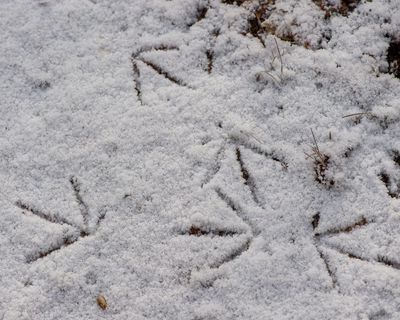 Young country diary: A snowy census of all the local animals