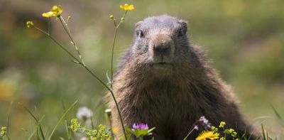 Groundhogs are lousy forecasters but valuable animal engineers – and an important food source