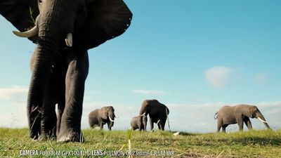 Elephant-proof Fujifilm GFX 100 II defies nature and captures unbelievable close-up footage like never before