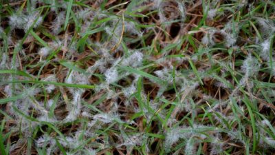 Your lawn is vulnerable to snow mold right now — here's how to protect it before spring