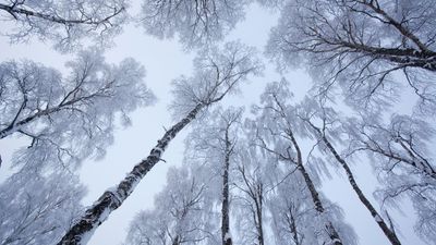 Did You Know Trees Can Explode Due to Extreme Cold? Here’s the Reality of Keeping You and Your Property Safe in Winter