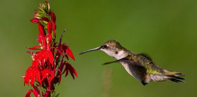 Red flowers have a ‘magic trait’ to attract birds and keep bees away