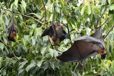 Bats at Indian zoo being tested for Nipah virus as authorities rush to contain infection