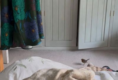 Country diary: In my moment of loss, birds came like gifts