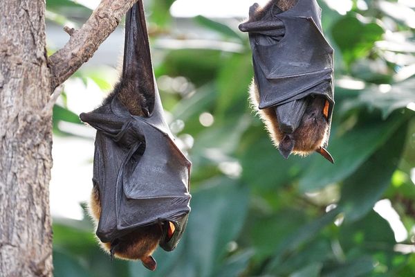 Deadly Nipah Virus Outbreak Has No Vaccine as Doctors Warn of Extreme Lethality
