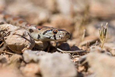 Snakes Around Your House? 6 Ways to Stop Them