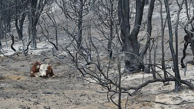 Wildfires in Argentina’s Patagonia reignite, burning more than 30,000 hectares