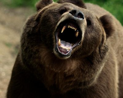 Grizzly Night review – animals attack in campsite thriller of rogue bears and wayward teens