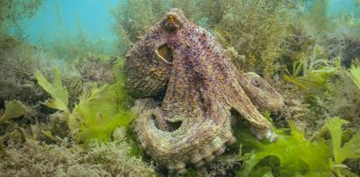 Octopus numbers exploded around the UK’s south-west coast in 2025 – a new report explores this rare phenomenon