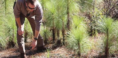 How fire, people and history shaped the South’s iconic longleaf pine forests