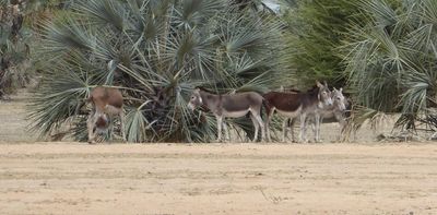Donkeys are a common sight in northern Namibia – what colonial history has to do with it