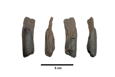 430,000-year-old well-preserved wooden tools are the oldest ever found