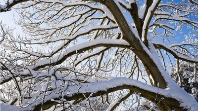 Shaking Snow Off Your Trees Isn’t as Safe as You Think – 2 Big Dangers to Watch Out For