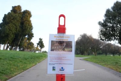 Mountain lion spotted in San Francisco, officials working to capture it