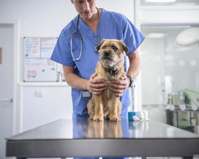 UK veterinary sector reforms planned to tackle high costs of pet care