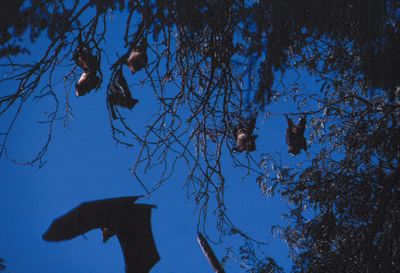 What Are the Symptoms of Nipah Virus? As India Scrambles to Contain Deadly Outbreak