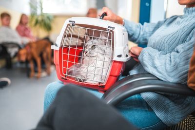 Pet owners to get price transparency in major vet industry overhaul