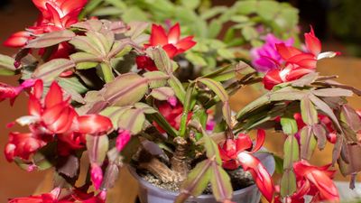 Why your Christmas cactus leaves are turning red — and how to bring back the green